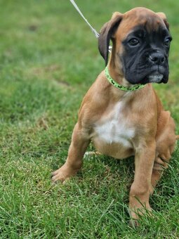 Německý boxer, štěnatka - 5