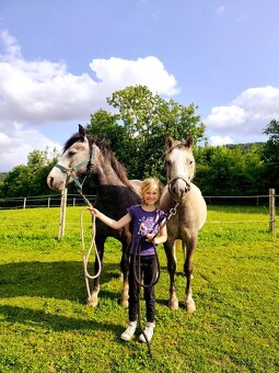 Český sportovní pony valach - 5