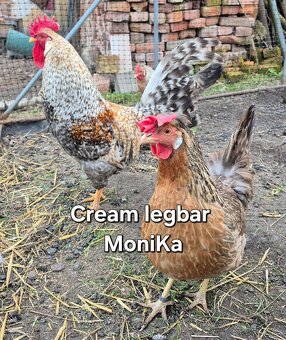 Násadová vajíčka Cream legbar - 5
