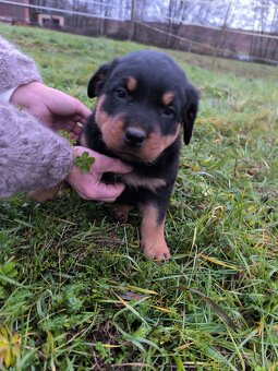 Rotvajler Rotweiler štěně - 5
