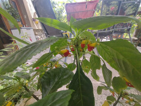 pokojové rostliny - 5