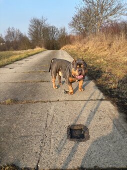 American bully Pocket s pp- KRYTÍ - 5