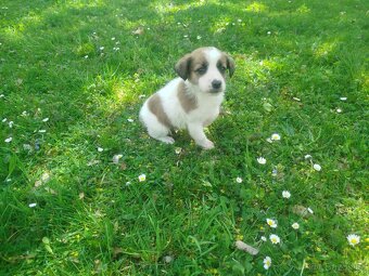 Jack Russell teriér - 5