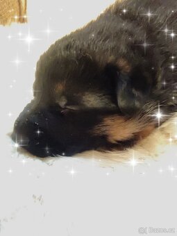 Německý ovčák - štěňata - 5