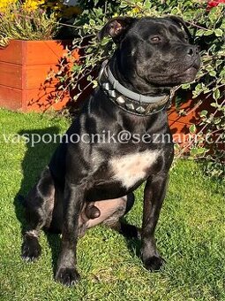 Pitbull ke krytí - 5