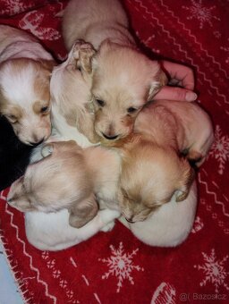 Jezevčík dlouhosrstý trpasličí - 5