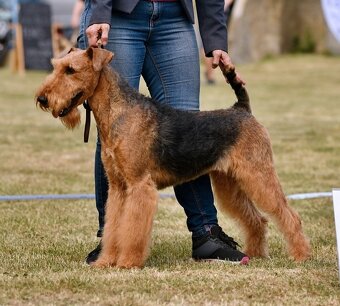 Erdelteriér- Airedale terrier, štěňata - 5