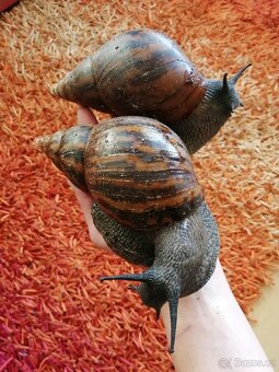 Africký šnek Achatina Achatina Ghana F1 - 5