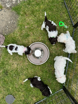 Štěňata lagotto romagnolo - italský vodní pes s PP - 5