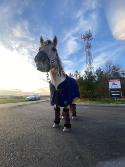 Pony valach - 5