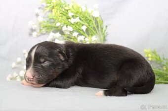 Australský ovčák s PP, blue merle a black tricolor feny - 5