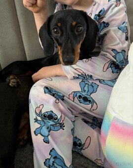 Jezevčík trpasličí - 5