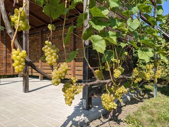 Pronájem zahrady - Bradlec, 977 m2 - 5