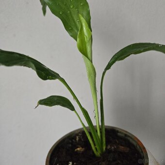 Spathiphyllum sadička - 5