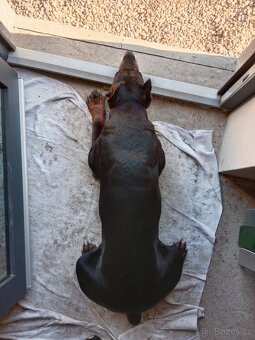 Krytí pes Dobrman - 5