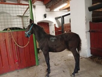 Kladrubske hřibata - 5