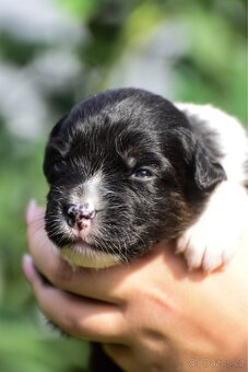 Australský ovčák s PP - blue Merle a black tri - 5