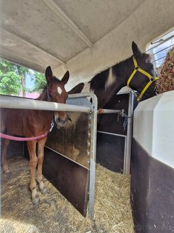 APH letošní hřebeček - 5