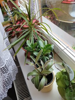 Pokojové rostliny - 5