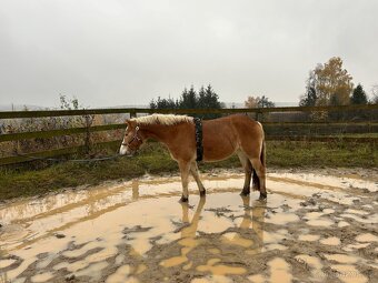 Kvalitní klisna hafling - 5