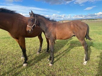 Hřebeček po Babylon Berlin - 5