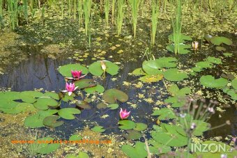 vodní rostliny bahenní rostliny - 5