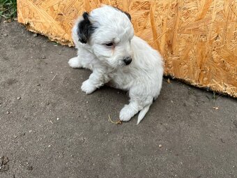 Prodám štěňata Jack Russel teriér - 5