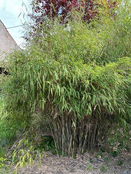 sazenice mrazuvzdorných bambusů - 5