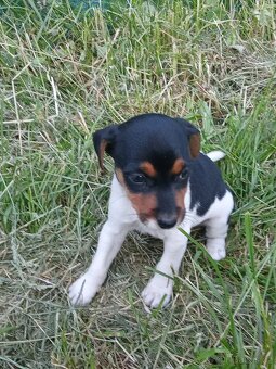 Štěňátko Jack Russell - 5