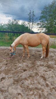 Klisny QH a PH - 5