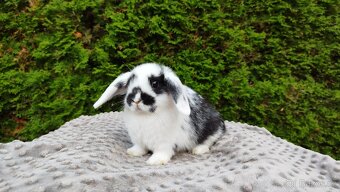 Zakrslý beránek, králíček, králík - NAOMI - 5
