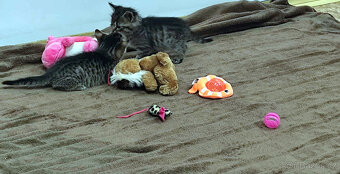 HLEDÁM DOMOV PRO KOTĚ / KOŤÁTKA PŘEROV - 5