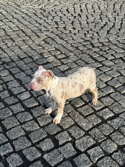 American Bully štěňátka - 5