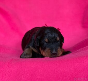 Beauceron štěńátka s PP zahraniční krytí - 5