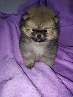 Pomeranian - 5