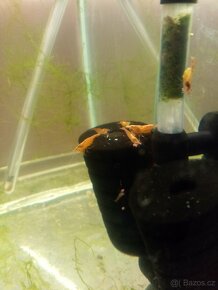 Krevetky akvarijní neocaridina - 5