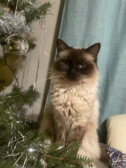 Koťátka ragdoll křížená - 5