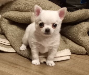 Čivava pidi štěňátka - 5