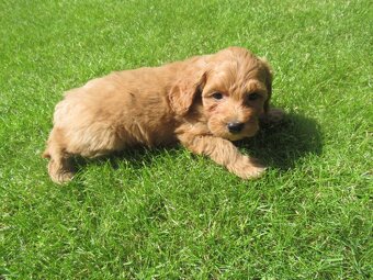 Maltipoo štěňátka - 5