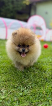 Pomeranian s pp - 5