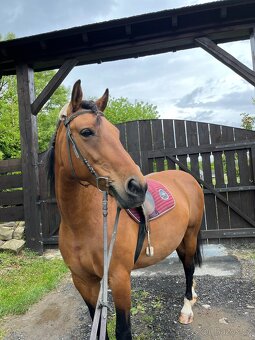 kobyla ČT/hucul - 5