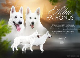 Bílý švýcarský ovčák s PP FCI - 5