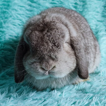 MINILOP 🍀🍀🍀 NERO 🍀🍀🍀 - 5