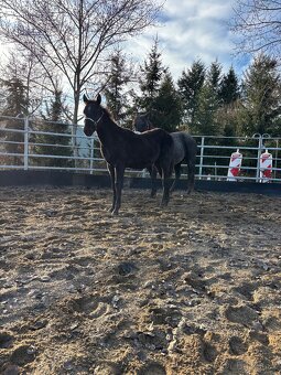 Blue Roan Žrebček - 5