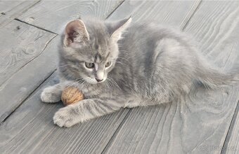 Mainská mývalí koťata - 5