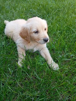 Zlatý retrívr/retriever - 5