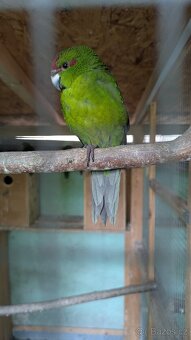 Kakariky rudočelé - 5