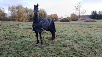 LUXUSNÍ TOP FRÍSKÁ KLISNA FRÍSKÝ KŮŇ - 5