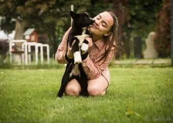 Karelský medvědí pes - 5