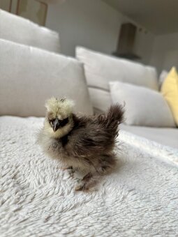 Hedvábnička USA - kuřátka - 5